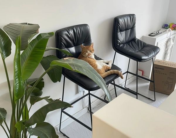 5 Pet Friendly Office Ideas To Help You Keep Your Staff In The Office!